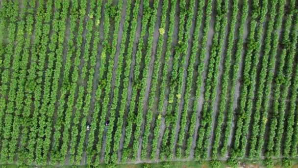 Vista Aérea Los Trabajadores Que Recolectan Productos Agrícolas Plantaciones Hermoso — Vídeos de Stock