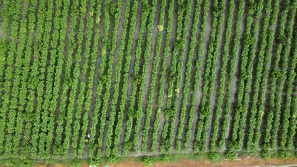 Vista Aérea Los Trabajadores Que Recolectan Productos Agrícolas Plantaciones Hermoso — Vídeos de Stock