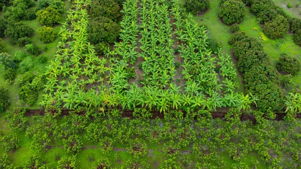 Aerial view of Cultivation trees and plantation in outdoor nursery. Banana plantation in rural Thailand. Cultivation business. Natural landscape background.