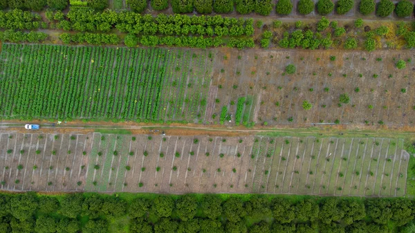 Aerial View Workers Collecting Agricultural Produce Plantation Beautiful Agricultural Garden — Stock Photo, Image