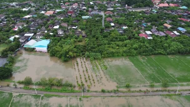 Luftaufnahme Von Reisfeldern Oder Landwirtschaftlichen Flächen Die Von Überschwemmungen Der — Stockvideo