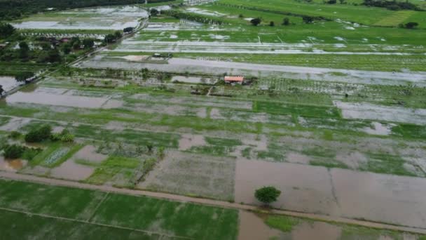 Aerial View Paddy Fields Agricultural Areas Affected Rainy Season Floods — Stock Video