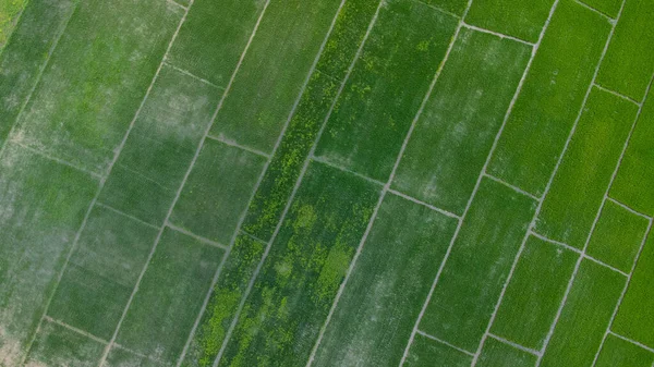 Aerial View Rice Fields Agricultural Areas Affected Rainy Season Floods — Stock Photo, Image