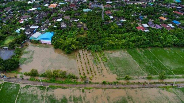 Vista Aérea Campos Arrozais Áreas Agrícolas Afetadas Por Inundações Estação — Fotografia de Stock