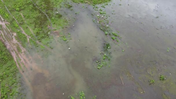 Flygfoto Över Gröna Betesmarker Som Påverkas Översvämningar Regnperioden Ovanifrån Floden — Stockvideo