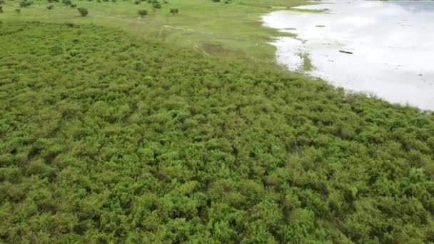 Yağmur Mevsimi Sellerinden Etkilenen Yeşil Otlakların Havadan Görünüşü Şiddetli Yağmur — Stok video