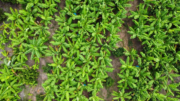 Aerial view of Cultivation trees and plantation in outdoor nursery. Banana plantation in rural Thailand. Cultivation business. Natural landscape background.