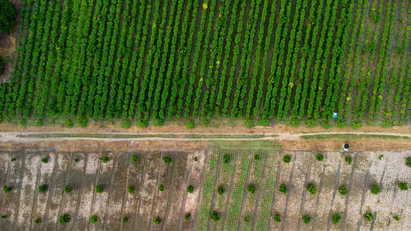 Aerial View Cultivation Trees Plantation Outdoor Nursery Beautiful Agricultural Garden — Stock Photo, Image