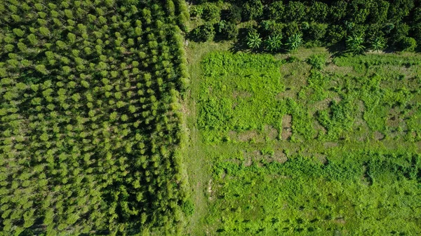 Aerial view of eucalyptus plantation in Thailand. Top view of cultivation areas or agricultural land in outdoor nursery. Cultivation business. Natural landscape background.