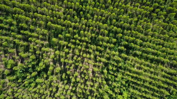 Letecký Pohled Plantáž Eukalyptu Thajsku Pohled Shora Obdělávané Plochy Nebo — Stock fotografie