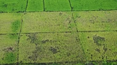 Yağmurlu mevsim sellerinden etkilenen pirinç tarlalarının ya da tarım alanlarının havadan görünüşü. Şiddetli yağış ve tarımsal tarlaların sel baskınından sonra taşan bir nehrin üst görüntüsü.