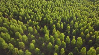 Tayland 'daki okaliptüs tarlasının havadan görünüşü. En iyi tarım alanları ya da açık alandaki tarım arazisi manzarası. Tarım işi. Doğal manzara arka planı.