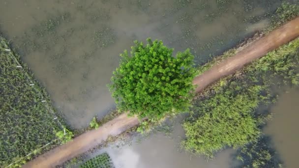 우기에 홍수로 피해를 논이나 농경지를 공중에서 수있다 폭우와 농지의 범람으로 — 비디오