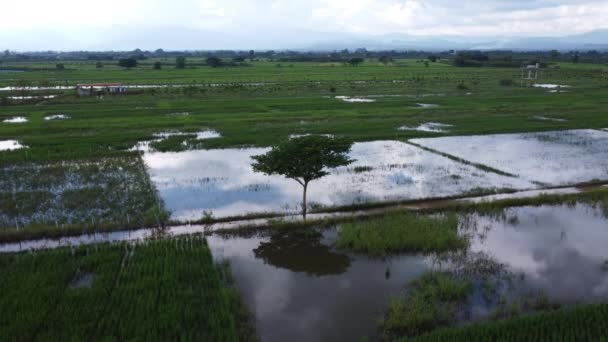 受雨季洪水影响的稻田或农业区的空中景观 暴雨和农田被淹后河水漫溢的倒影 — 图库视频影像