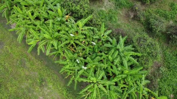 Luftaufnahme Von Anbaubäumen Und Plantagen Gärtnereien Freien Bananenplantage Ländlichen Thailand — Stockvideo