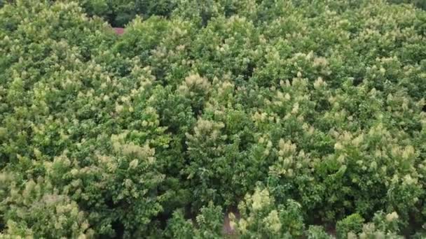 Vista Aérea Árvores Cultivo Plantação Viveiro Livre Belo Jardim Agrícola — Vídeo de Stock