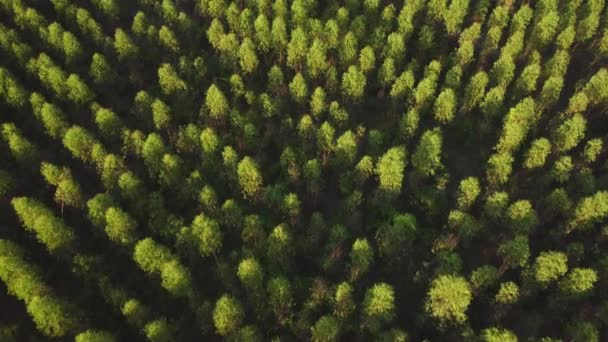 Letecký Pohled Plantáž Eukalyptu Thajsku Pohled Shora Obdělávané Plochy Nebo — Stock video