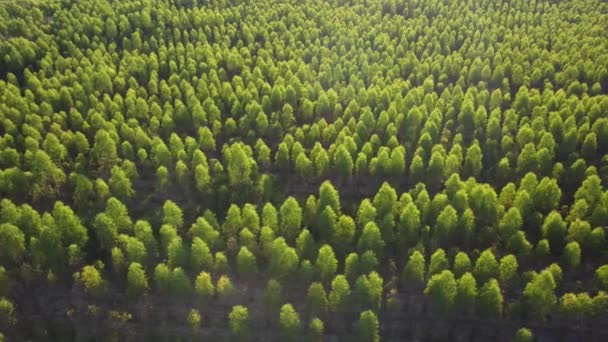 Letecký Pohled Plantáž Eukalyptu Thajsku Pohled Shora Obdělávané Plochy Nebo — Stock video