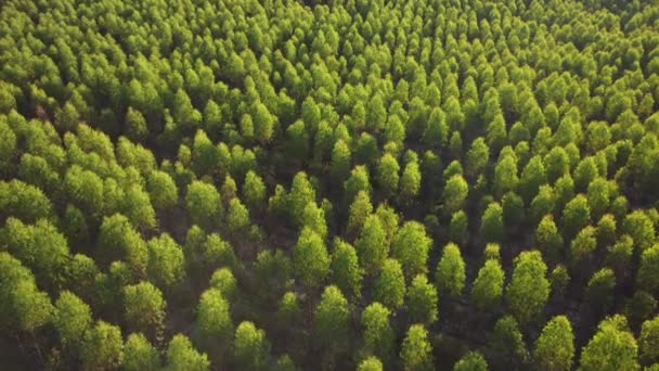 Vue aérienne de la plantation d'eucalyptus en Thaïlande. Vue de dessus des zones de culture ou des terres agricoles en pépinière extérieure. Entreprise de culture. Paysage naturel fond.