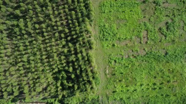 Pemandangan Udara Dari Perkebunan Eukaliptus Bawah Sinar Matahari Sore Yang — Stok Video