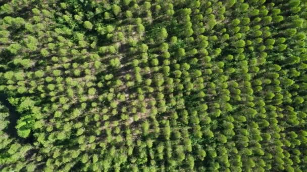 在温暖的黄昏阳光下俯瞰桉树种植园 室外苗圃的耕地面积或农业用地概览 栽培业务 自然景观背景 — 图库视频影像