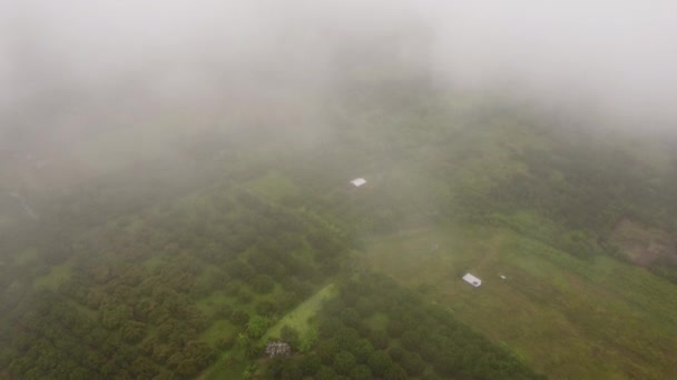 Luchtfoto Van Het Planten Van Bomen Weelderig Regenwoud Met Ochtendmist — Stockvideo