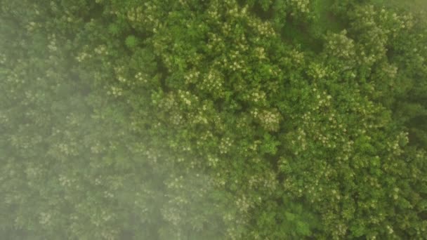 Вид Воздуха Посадку Деревьев Пышных Тропических Лесов Утренним Туманом Весной — стоковое видео