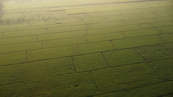 Luftaufnahme Von Reisfeldern Oder Landwirtschaftlichen Flächen Mit Sonnenlicht Bei Schönem — Stockvideo