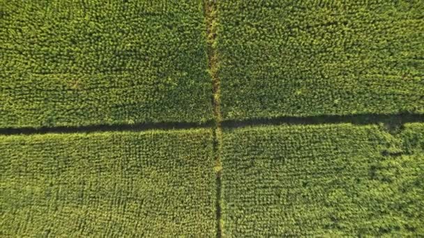 Luftaufnahme Von Reisfeldern Oder Landwirtschaftlichen Flächen Mit Sonnenlicht Bei Schönem — Stockvideo