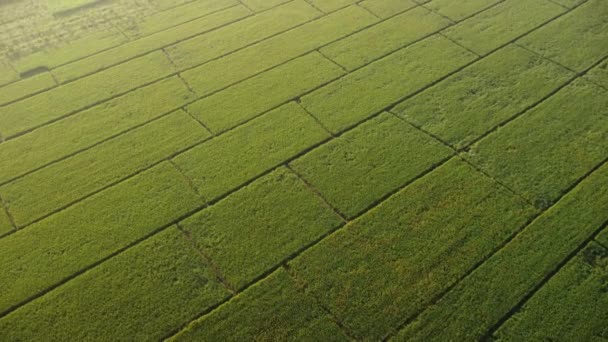 Luftaufnahme Von Reisfeldern Oder Landwirtschaftlichen Flächen Mit Sonnenlicht Bei Schönem — Stockvideo