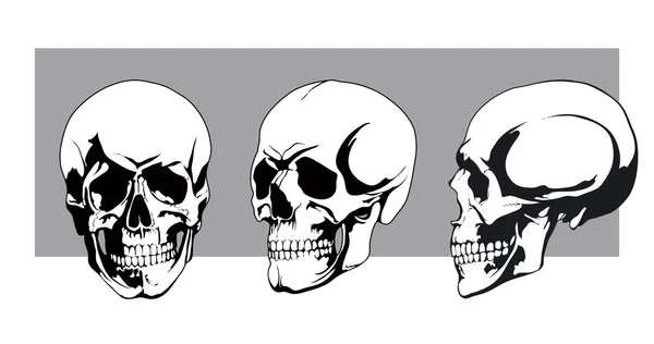 Human skulls — Stock Vector