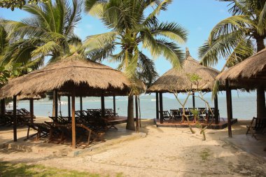 palmiye ağaçları ve plajda şezlong