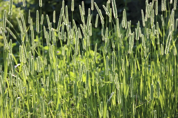 Meadow grass — Stock Photo, Image