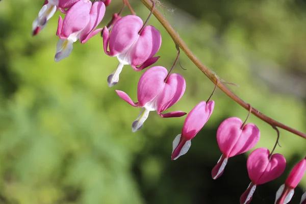 Dicentra blomma — Stockfoto