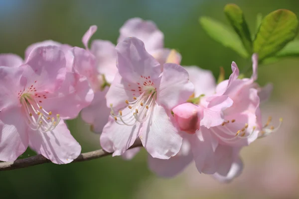 Pembe Rhododendron çiçekleri