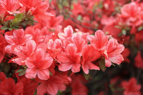 Kızıl Rododendron çiçekleri