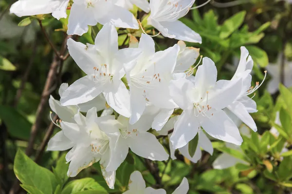 Beyaz Rhododendron çiçekleri