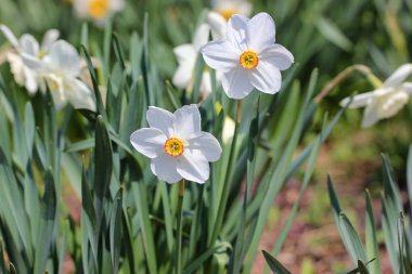 Beyaz nergis çiçekleri