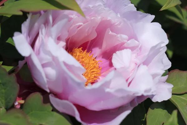 Peony flower closeup — Stock Photo, Image