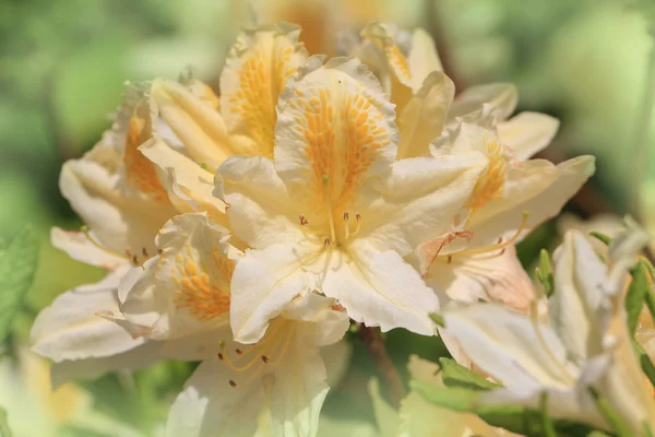 Sárga rhododendron virág Polárszűrő — Stock Fotó