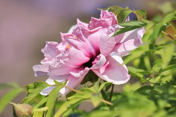 Peony flower closeup — Stock Photo, Image