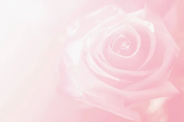 Niewyraźne Tło Kwiatem Róży — Zdjęcie stockowe