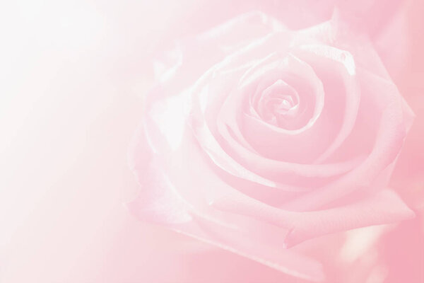 Blurred background with Rose flower