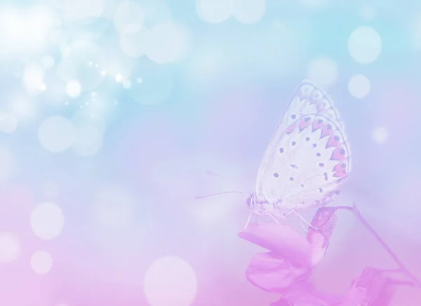 Abstraktní Rozmazané Jarní Nebo Letní Pozadí Motýlem Květině — Stock fotografie