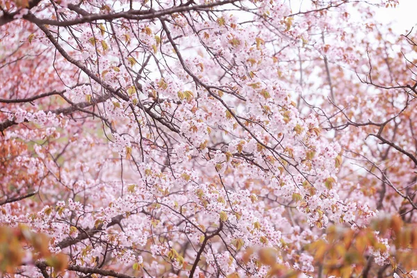 Jarní Pozadí Kvetoucí Růžová Třešeň — Stock fotografie