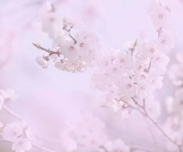 Abstrakt Suddig Våren Blommig Bakgrund — Stockfoto