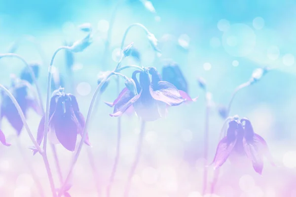 Rozmazané Jarní Květinové Pozadí Modré Růžové Barvy — Stock fotografie