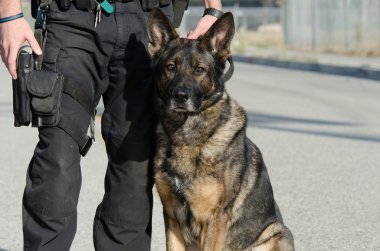 Polis Köpeği