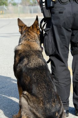 Polis Köpeği