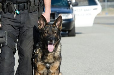 Polis Köpeği